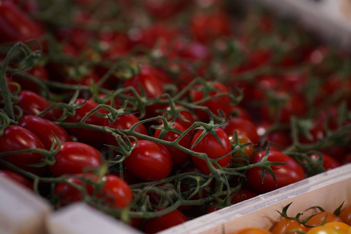 Vini biologici italiani